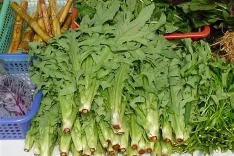 苦麦菜移栽5天可以淋农家肥水吗
