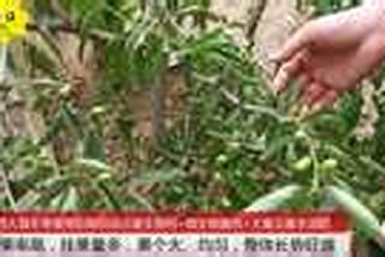您好!我家的冬枣树树干内有蛀虫怎么防治