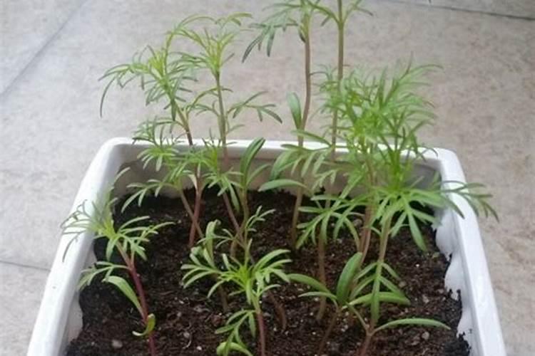 波斯菊怎么施肥？