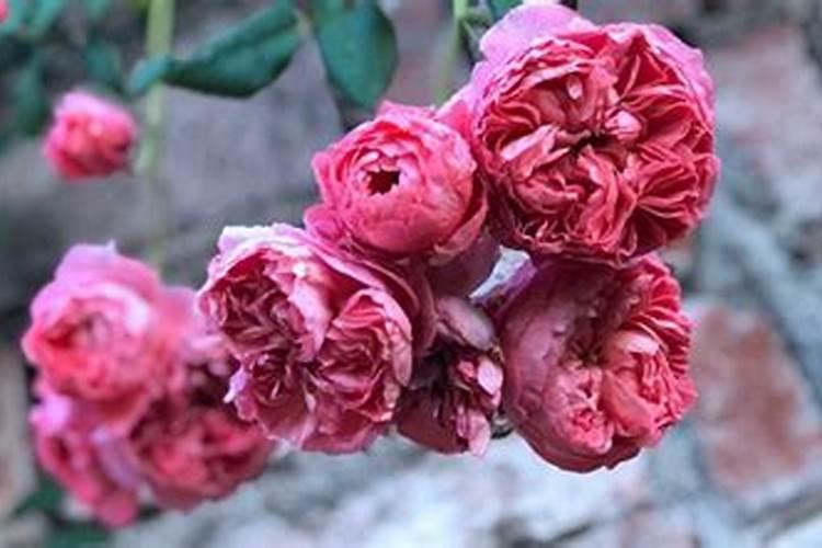 月季花喜肥吗 喜欢施什么肥料