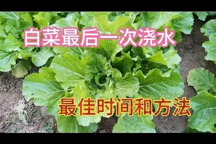 大白菜什么时候施肥和浇水