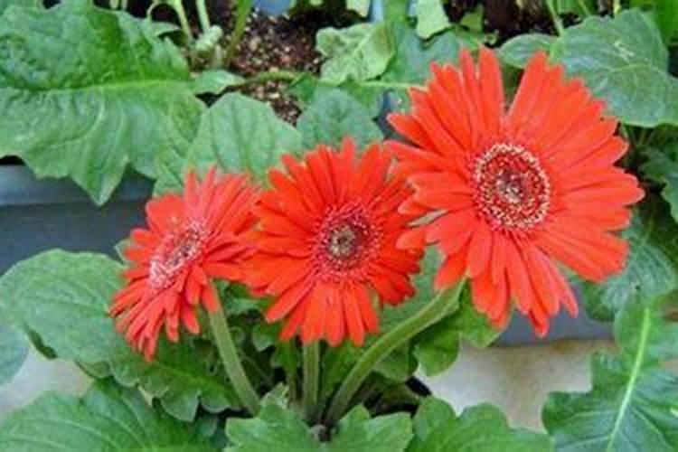 非洲菊怎么施肥？非洲菊施什么肥
