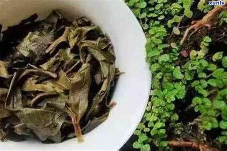 茶叶发酵后能做肥料吗