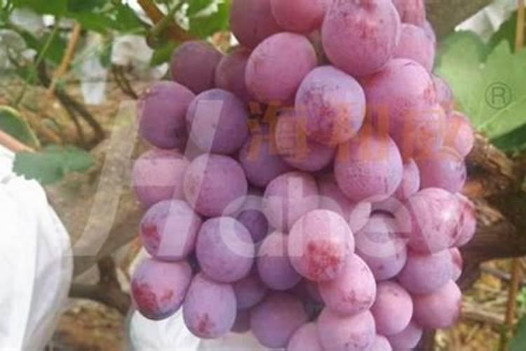 冲施肥在成熟多久施肥