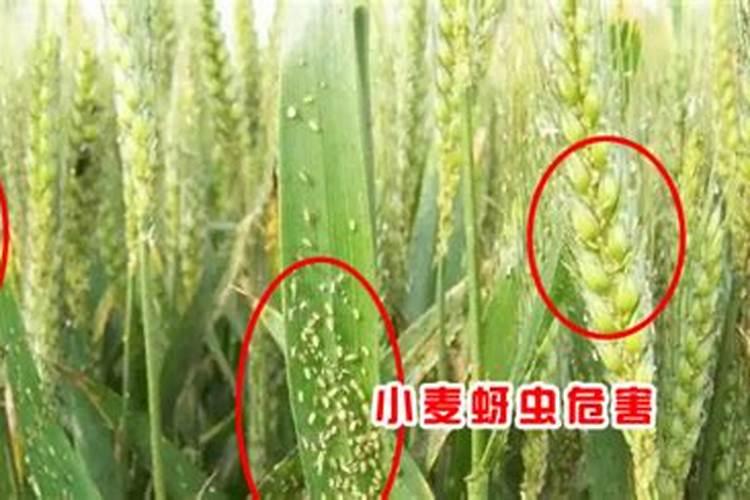 小麦灌浆期打什么叶面肥