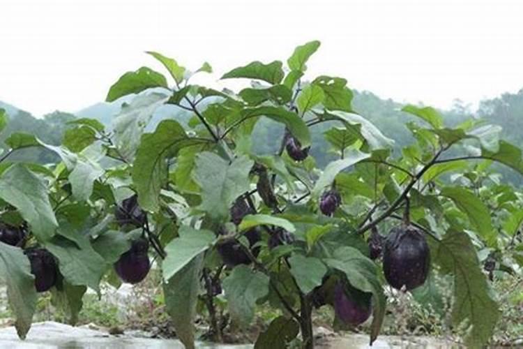 一般的蔬菜瓜果要用到什么肥料