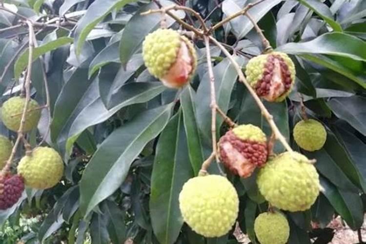 白菜黄叶子是怎么回事 用什么药