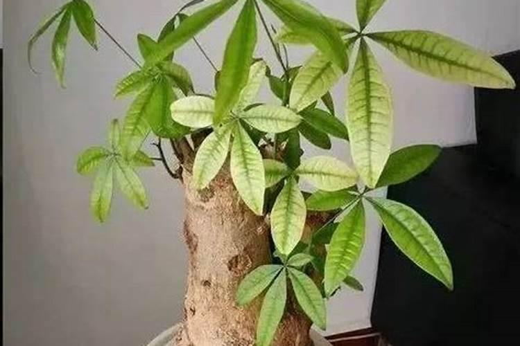 发财树 什么肥
