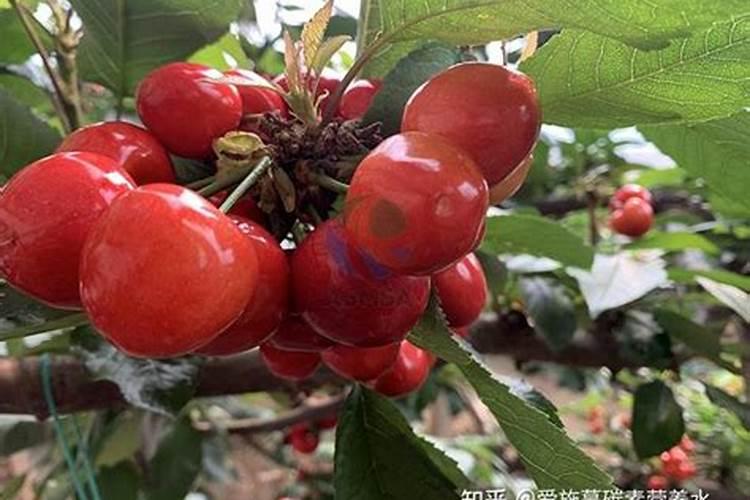 大樱桃栽培应注意的问题