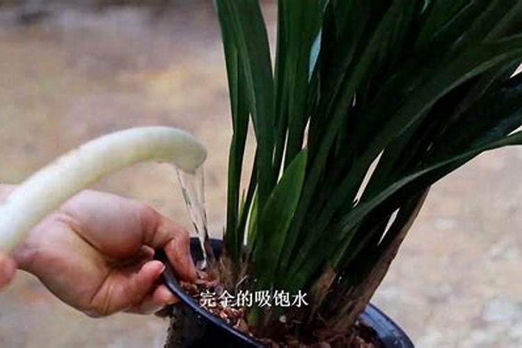 兰花怎么浇水施肥