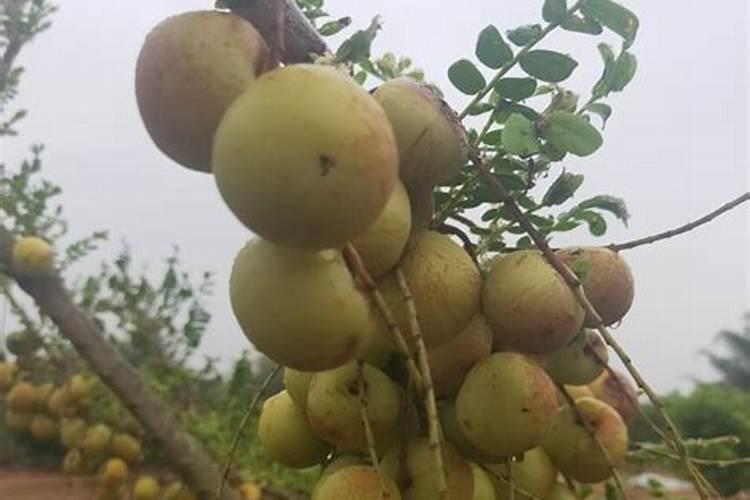 桃树膨果期施什么肥 一亩地施肥多少好