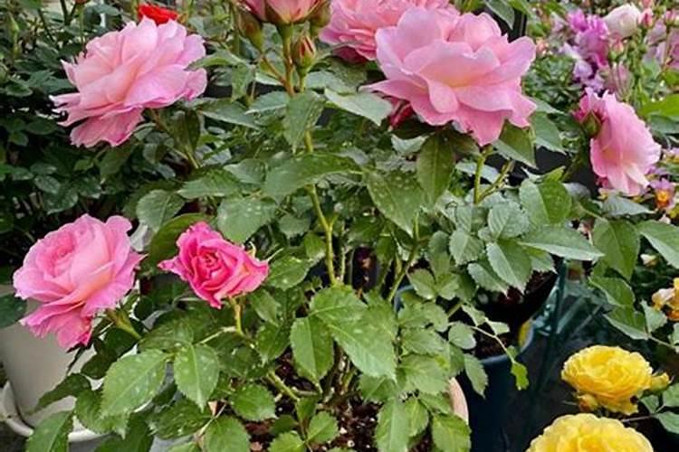 地栽月季怎么施肥