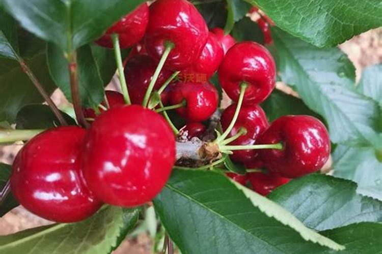 樱桃开花可施什么肥料