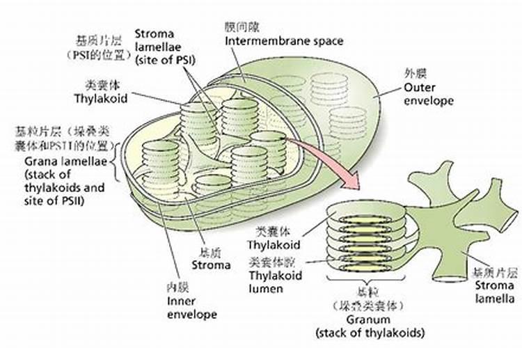 谁知道什么是光肥？有哪些作用呢？