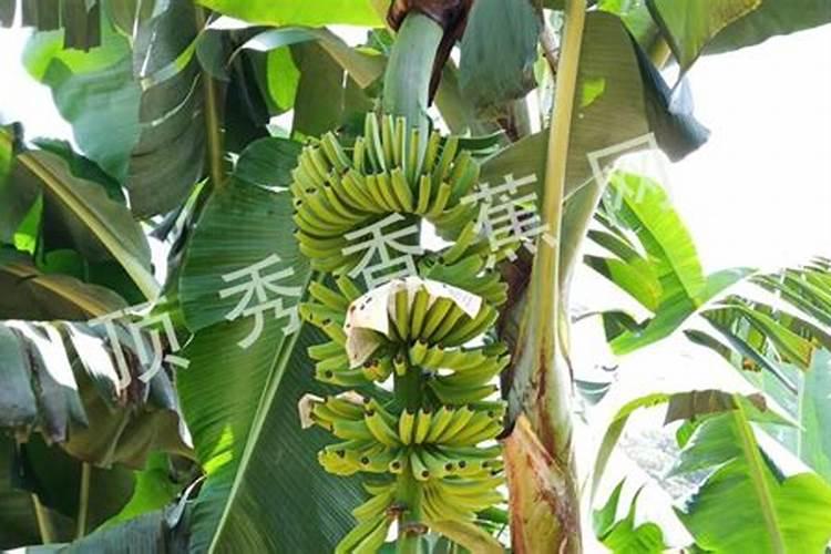 值得推荐的香蕉施肥方案