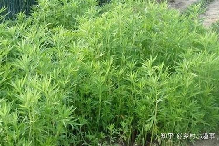 芦蒿怎么种