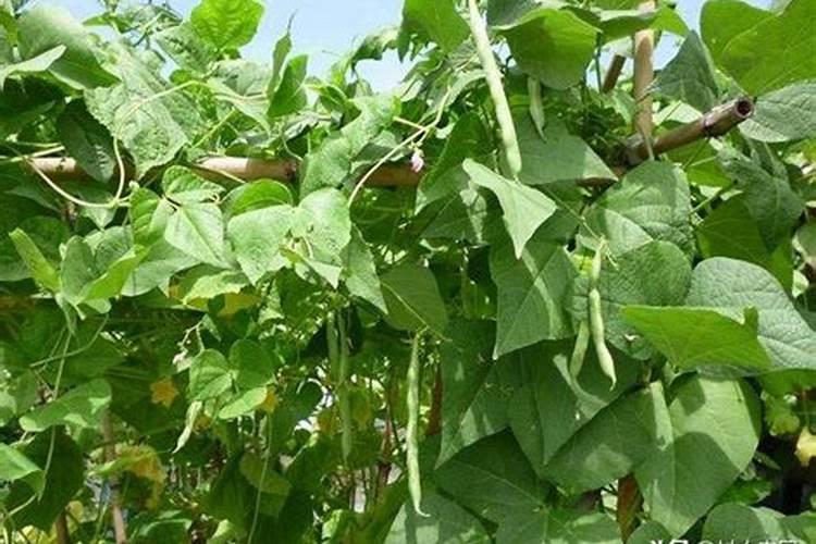 四季豆怎样施肥.施什么肥