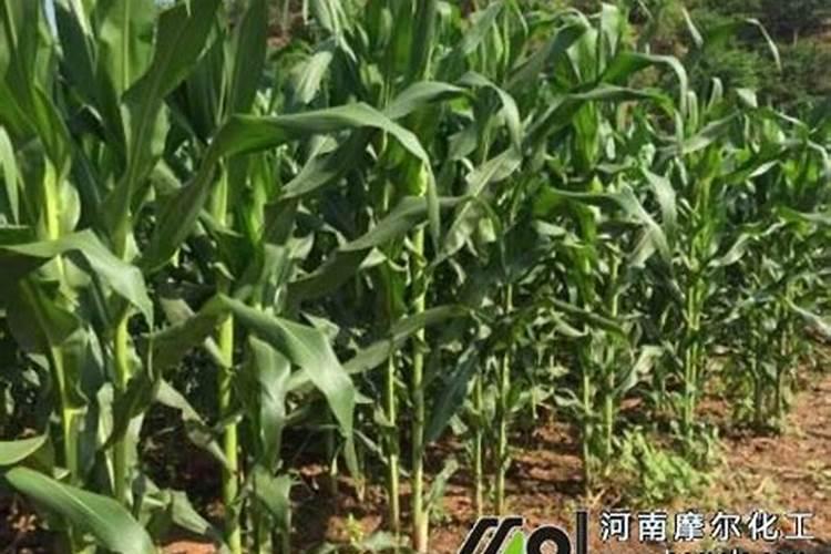 一公倾玉米用水溶肥追肥得用多少公斤？