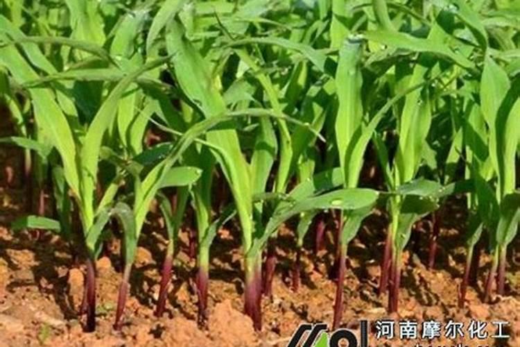 玉米生长期间,追肥的最佳时期是？