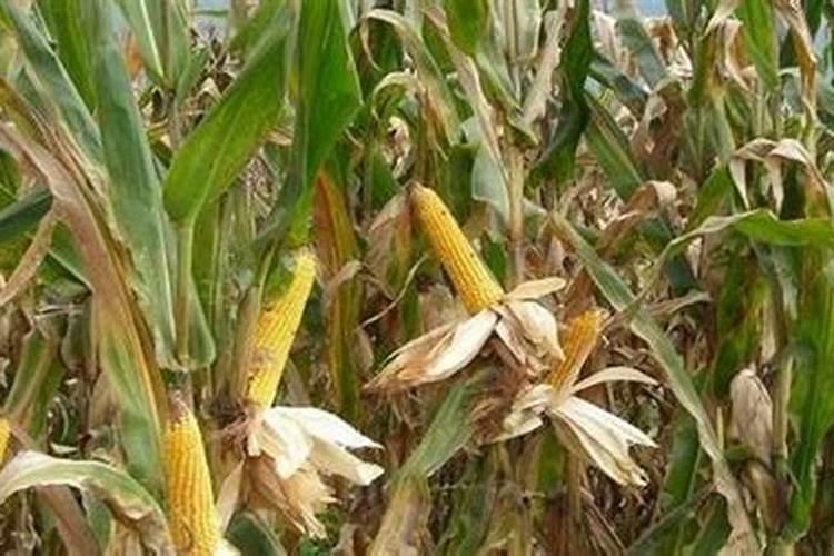 玉米底肥一次性施肥 氮磷钾 各用多少？