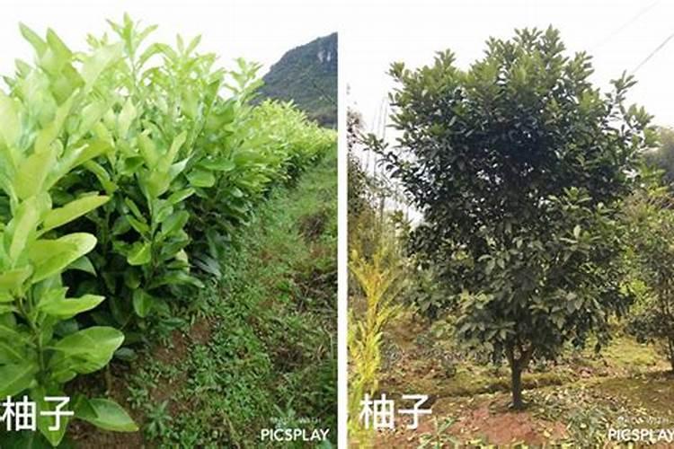 柚子树用什么肥料最好