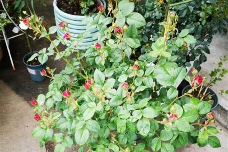 月季花苞显色后要施肥吗