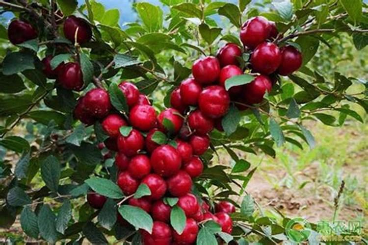 新栽钙果树怎样防止落果？