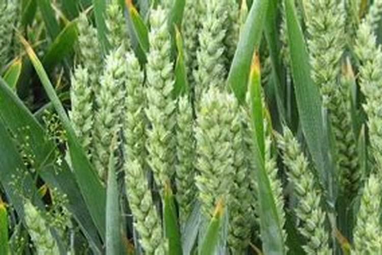 小麦拌种能用芸苔素吗