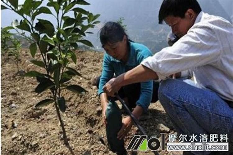 碳酸氢铵能否随水冲施(碳铵可以浇水时冲施使用吗)