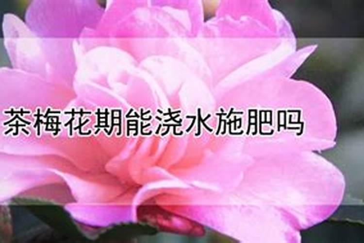 金钱树换盆多久浇水见光 换盆金钱树的浇水及光照频率