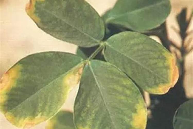 磷钾肥和氮肥哪个长根效果好,植物叶边缘发黄用氮肥还是钾肥