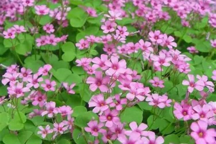 帝王花的相关品种,盘点常见的十大帝王花