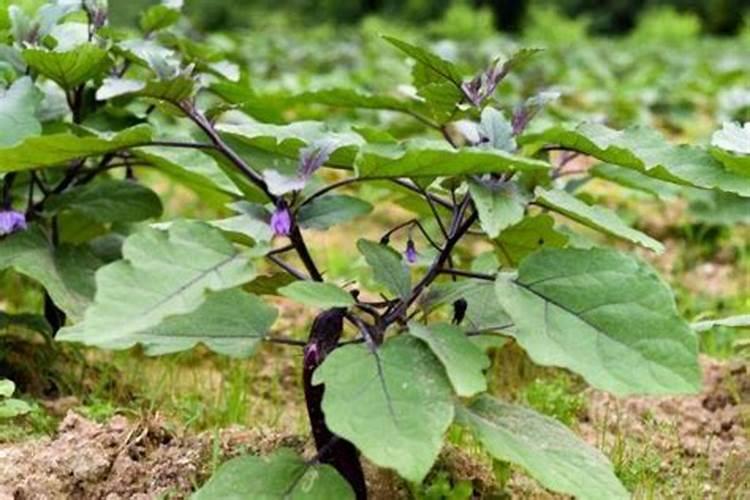 茄子怎么种植挂果多