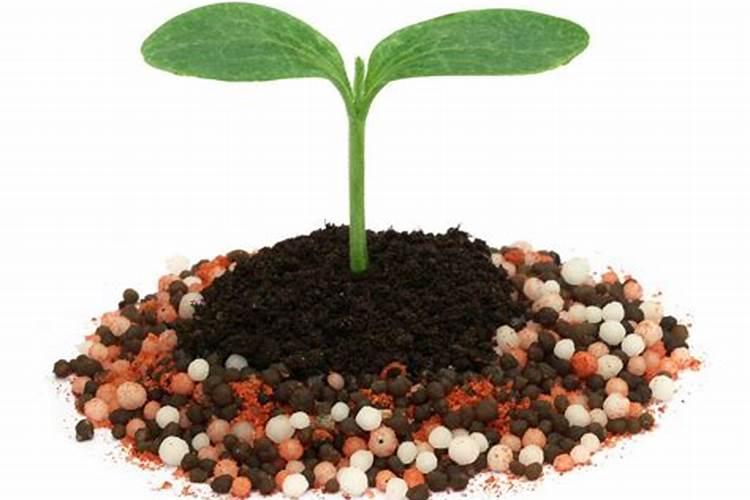 钾肥什么样的好