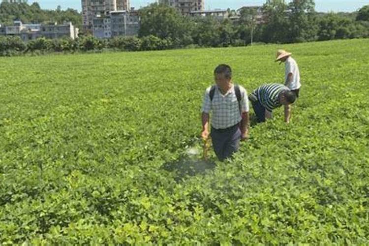 花生打什么药能高产