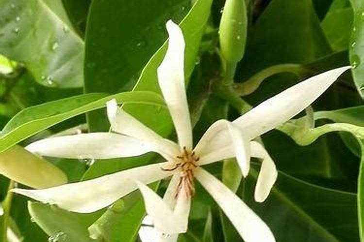 白兰花的施肥方法用什么肥料？