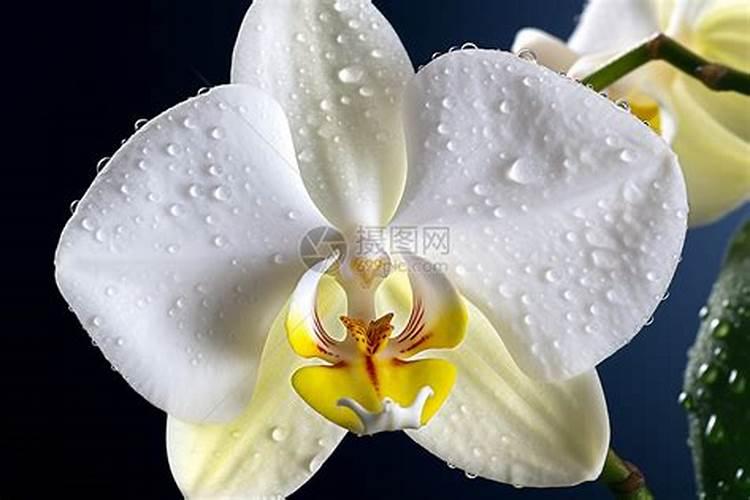 白兰花施什么肥最好