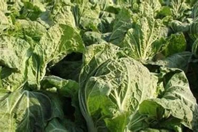 种白菜用什么肥料最好