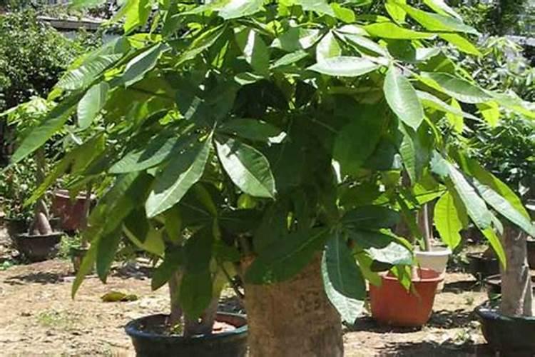 茶叶水能浇花吗？浇什么花合适的