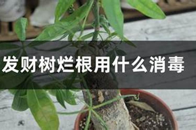 发财树烂根处理后怎么浇水