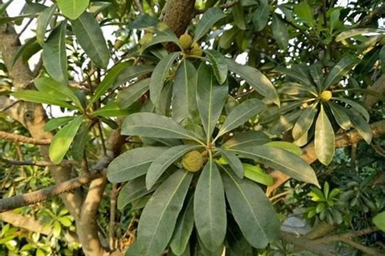 杭州斯立美生物科技有限公司怎么样？