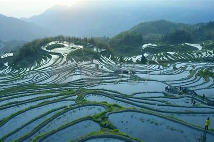 嘉宝果的种植技术是怎样的