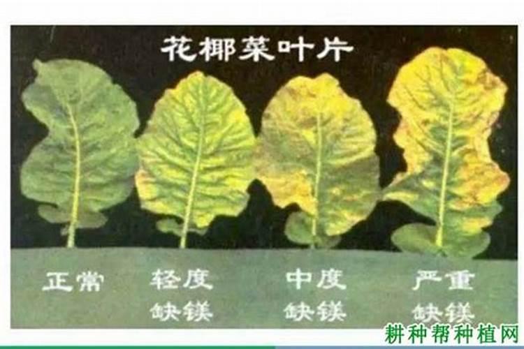 花卉缺肥的几种表现