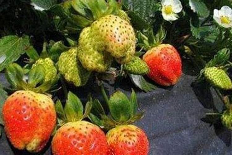 茄子头茬果出现较多畸形果(长手指),是什么原因导致畸形果？(用的蘸花...