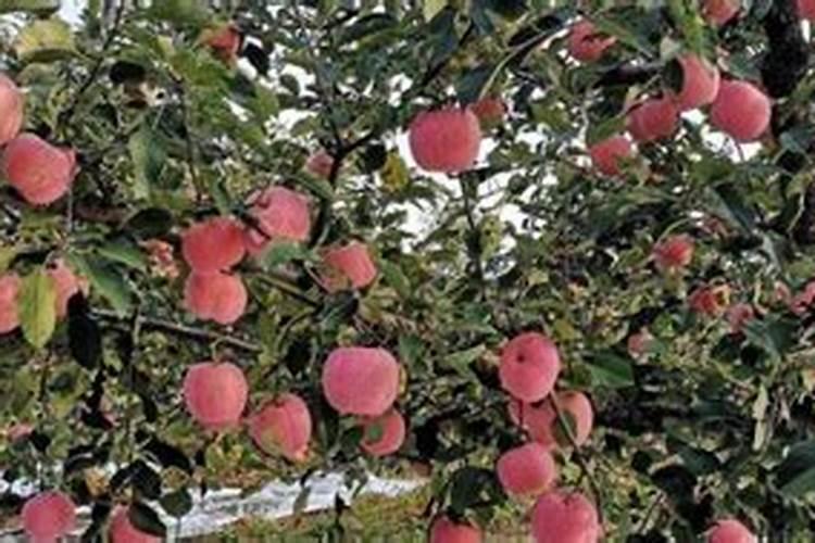 苹果树施肥最佳时间 苹果树什么时候施肥