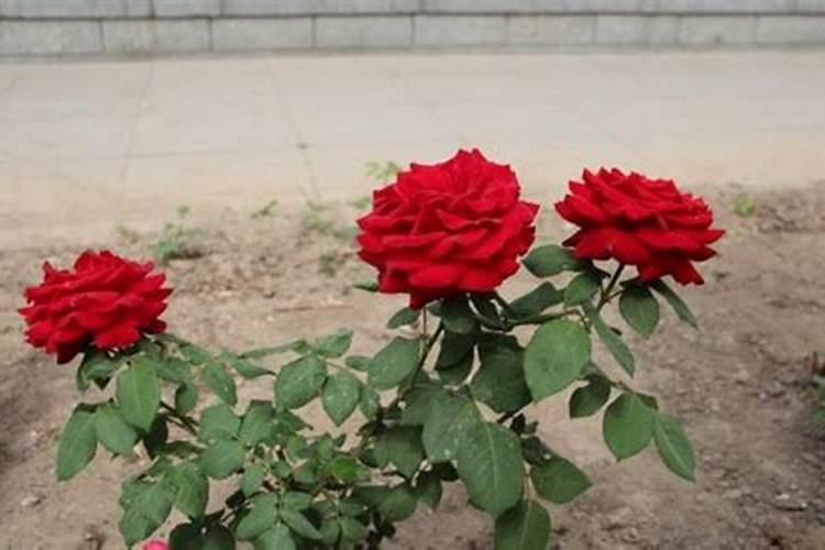 月季花怎么施肥,月季花施什么肥好？