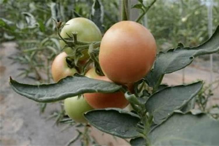 种土豆用什么肥好 种土豆用哪种肥好