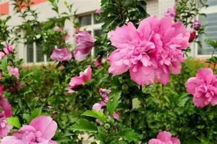 木槿花如何施肥那种肥料最好
