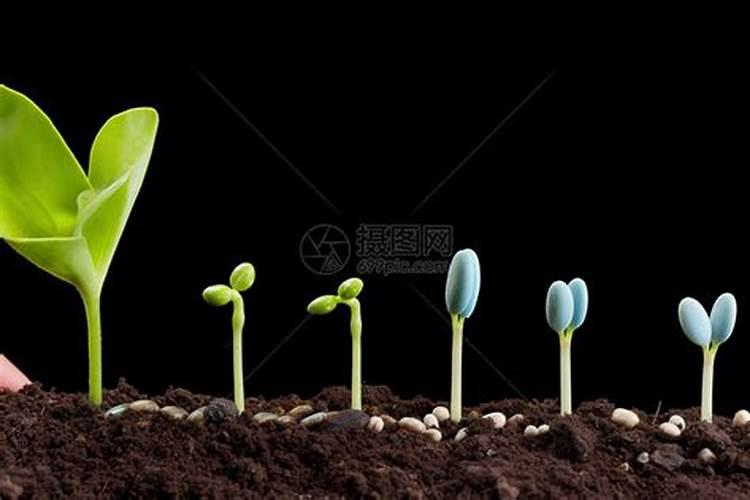 樱桃种植施肥需要注意什么