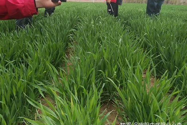 种小麦要深耕土壤吗 小麦免耕播种好不好